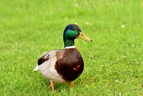 mallard  males  water bird