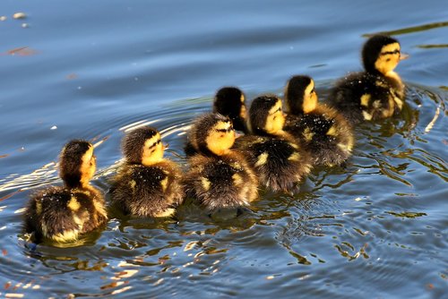 mallard  chicks  baby