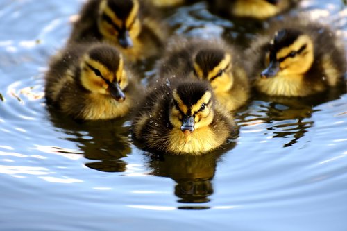 mallard  chicks  baby