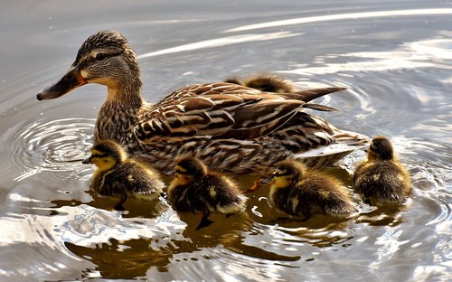 mallard  chicks  swim