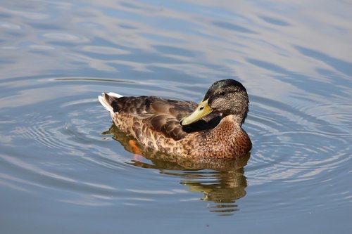 mallard  duck  anas platyrhynchos