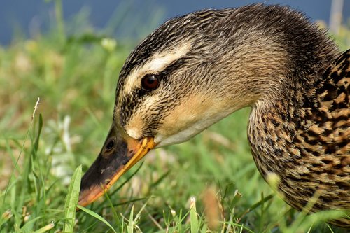 mallard  close up  duck