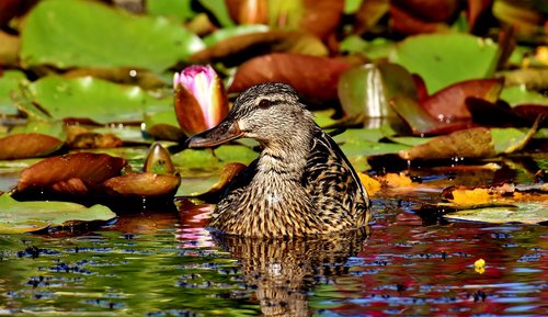 mallard  pond  water lilies