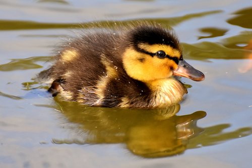 mallard  ducklings  duck