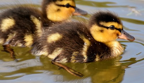 mallard  ducklings  duck