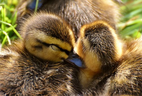 mallard  ducklings  snuggle