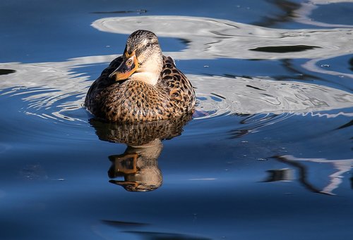 mallard  animal  water bird