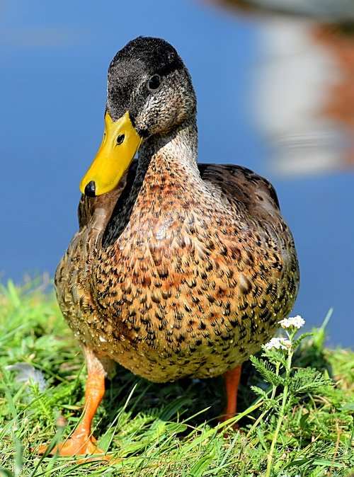 mallard  duck  bird