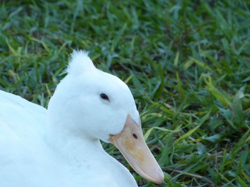 mallard bird florida