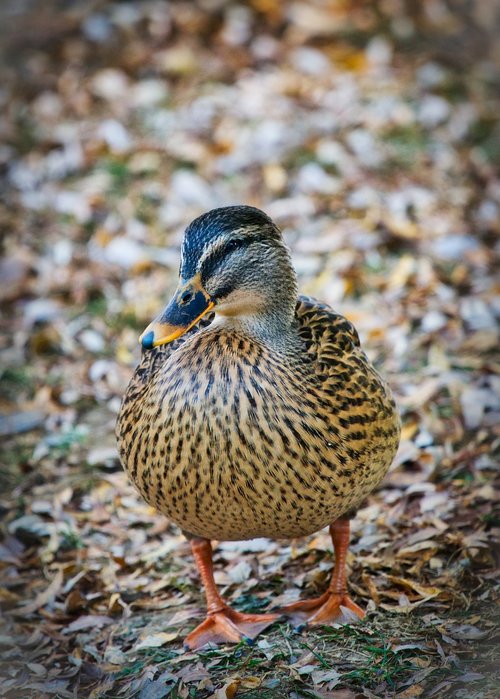 mallard  duck  water bird