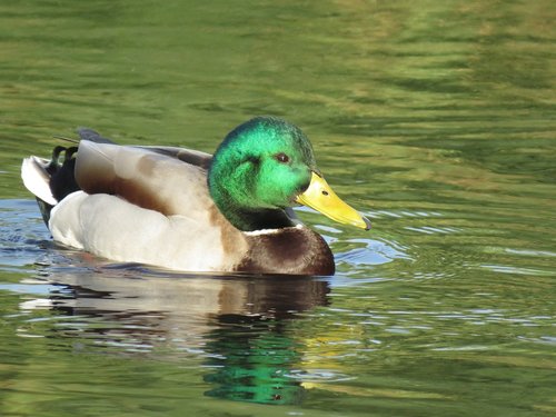 mallard  duck  male