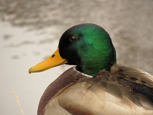 mallard  drake  duck