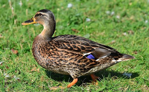 mallard  duck  bird