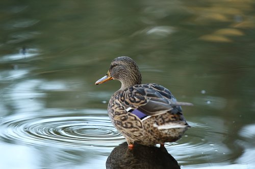 mallard  duck  female