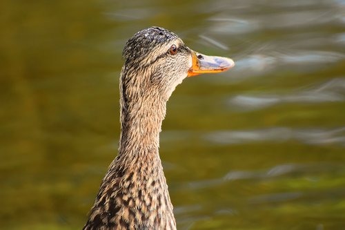 mallard  water bird  duck