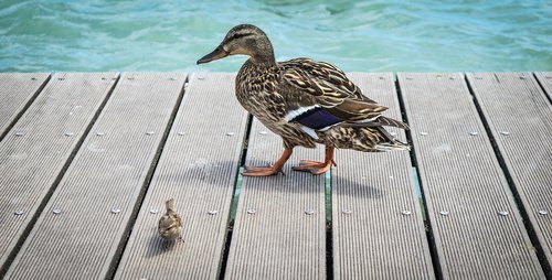 mallard  water  duck