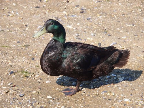 mallard duck male
