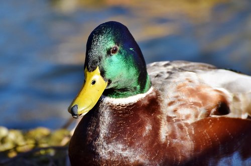 mallard  duck  water bird