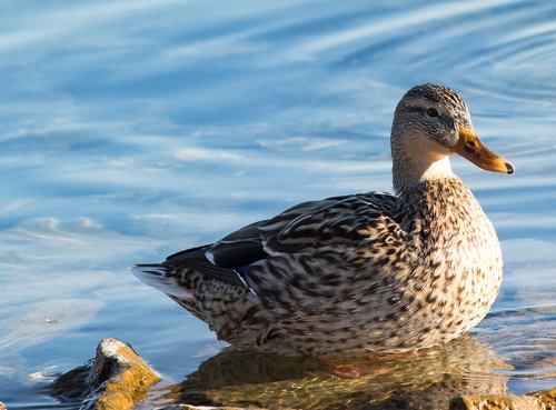 mallard  duck  bird