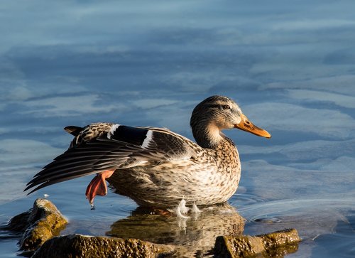 mallard  duck  bird