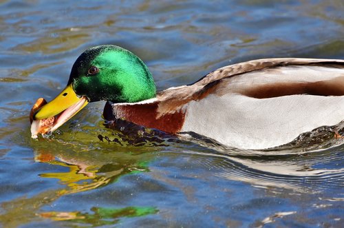 mallard  duck  water bird