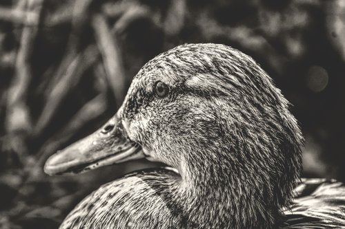 mallard  cute  nature