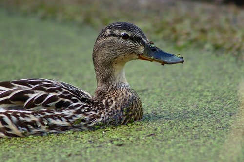 mallard  duck  water bird