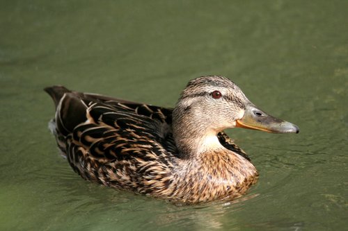 mallard  female  duck