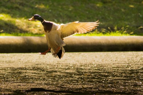 mallard landing duck