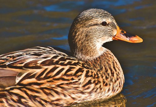 mallard  duck  water bird