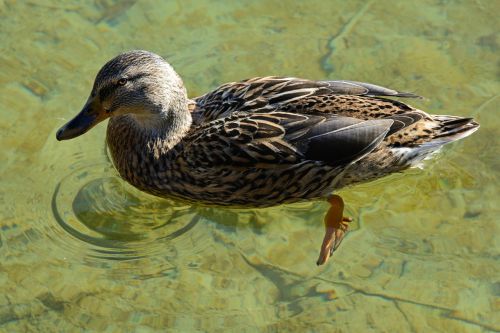 mallard duck female