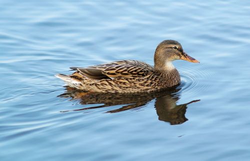 mallard duck water