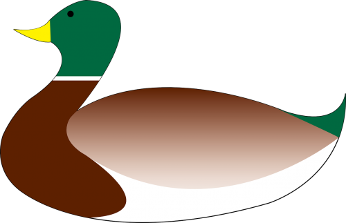 mallard duck bird