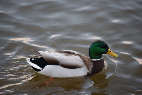 mallard male mallard duck