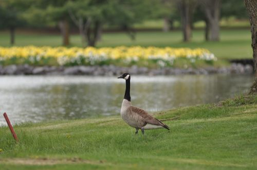 mallard duck nature