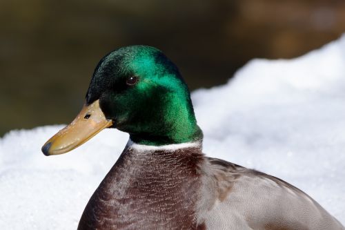 mallard anas platyrhynchos drake