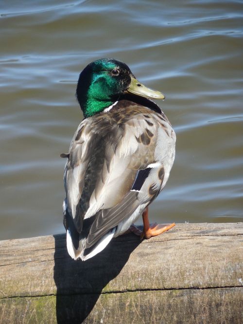 mallard duck drake