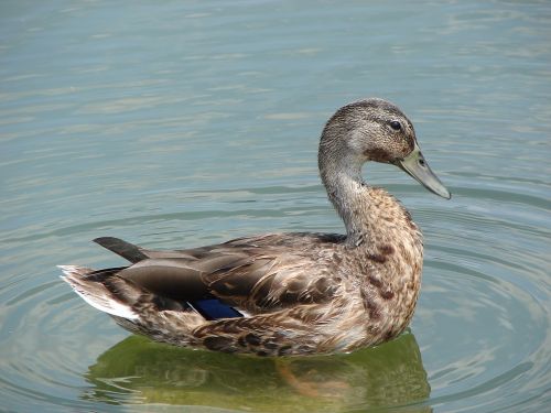 mallard hybrid duck