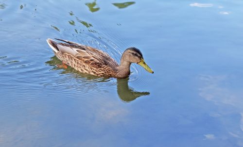 mallard duck water bird