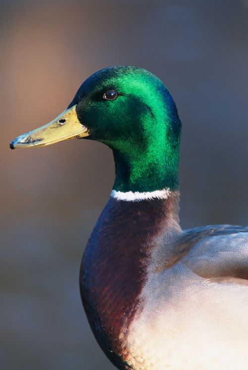 mallard duck close up profile