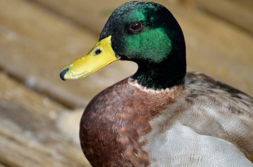 mallard duck closeup wildlife