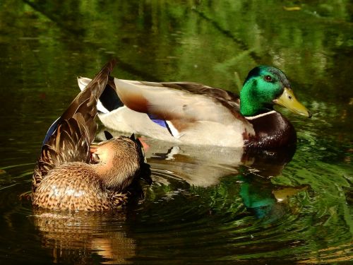 mallard duck anas platyrhynchos female and male