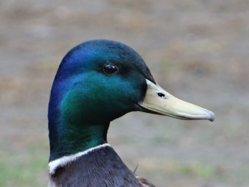 mallard duck tom bird