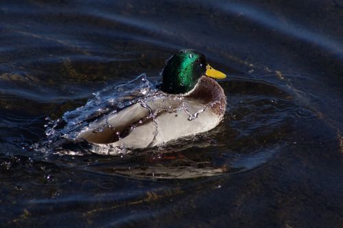 mallard duck water cascade