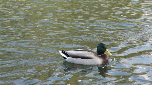 mallard duck water surface duck