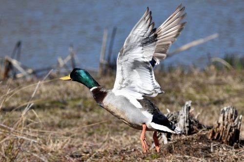 mallard duck taking off bird