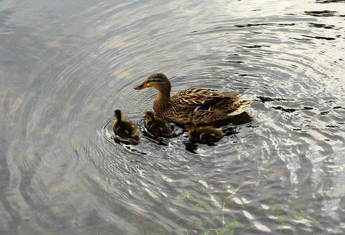 mallard duck  wild birds  duck