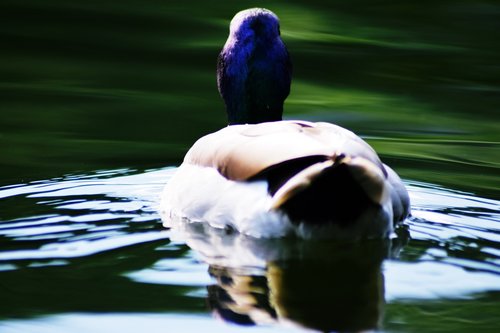 mallard duck  aquatic  lake