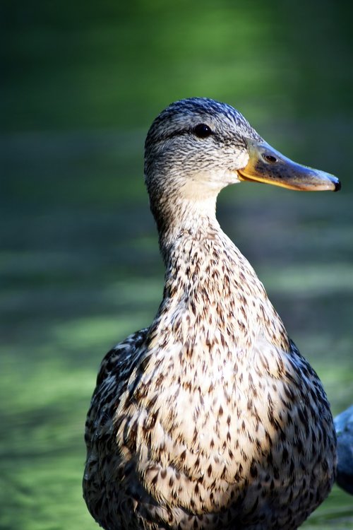 mallard duck  duck  portrait