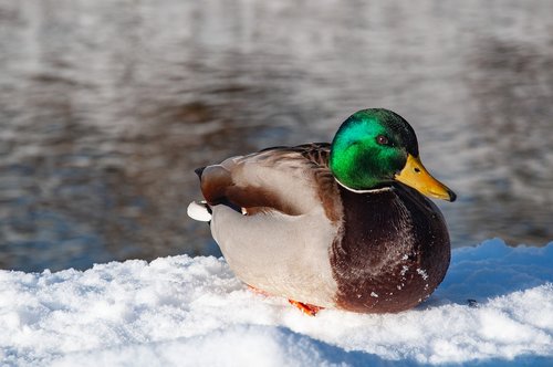 mallard duck  winter  bird